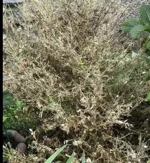 Поврежденный куст самшита | Фото: пресс-служба БФУ им. Канта