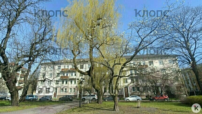 Магнолию у драмтеатра в Калининграде изуродовали без разрешения, виновных будет искать полиция  - Новости Калининграда | Фото: Татьяна Батыршина