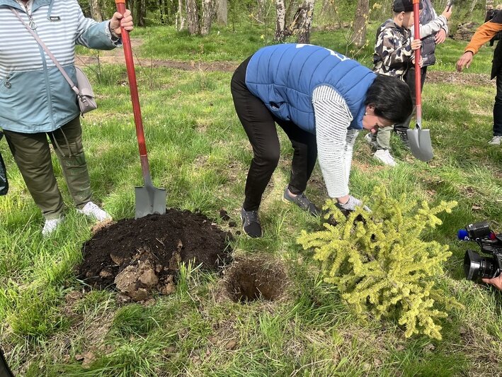 250 саженцев дуба и ели появились в Чкаловском лесу | Фото: «Клопс»