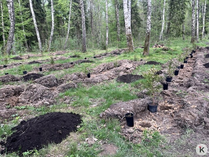 «Лёгкие города»: в Калининграде высадили новые деревья в Чкаловском лесу (фото) - Новости Калининграда | Фото: «Клопс»