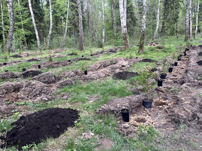 250 саженцев дуба и ели появились в Чкаловском лесу | Фото: «Клопс»