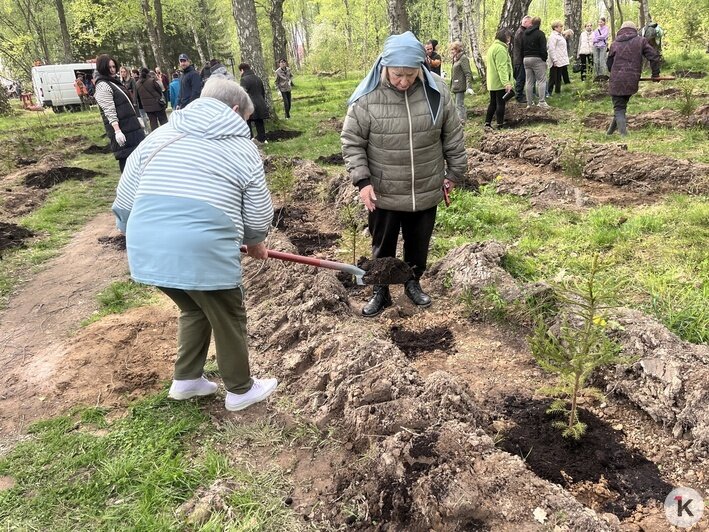 «Лёгкие города»: в Калининграде высадили новые деревья в Чкаловском лесу (фото) - Новости Калининграда | Фото: «Клопс»