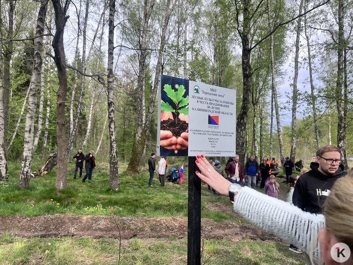 «Лёгкие города»: в Калининграде высадили новые деревья в Чкаловском лесу (фото) - Новости Калининграда | Фото: «Клопс»