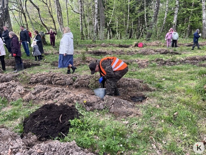 «Лёгкие города»: в Калининграде высадили новые деревья в Чкаловском лесу (фото) - Новости Калининграда | Фото: «Клопс»
