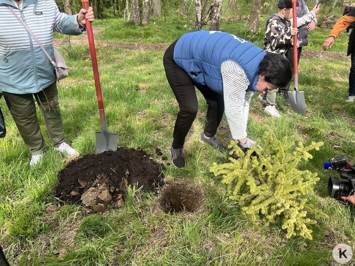 «Лёгкие города»: в Калининграде высадили новые деревья в Чкаловском лесу (фото) - Новости Калининграда | Фото: «Клопс»