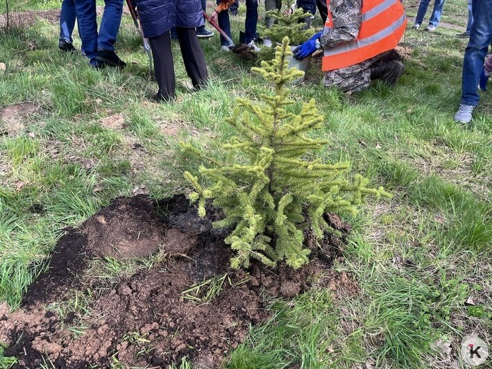 «Лёгкие города»: в Калининграде высадили новые деревья в Чкаловском лесу (фото) - Новости Калининграда | Фото: «Клопс»
