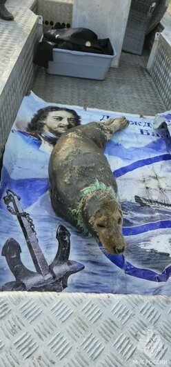 Возле Балтийской косы спасатели помогли тюленю, запутавшемуся в рыболовной сети (фото, видео) - Новости Калининграда | Фото: сообщество МЧС Калининградской области / «ВКонтакте»