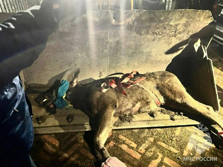 В Калининграде спасатели вытащили лося, провалившегося в пустой бассейн (фото, видео) - Новости Калининграда | Фото: канал управления МЧС России по Калининградской области / Макс