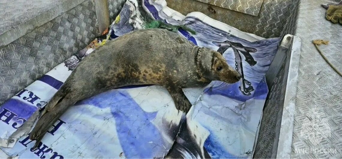 Возле Балтийской косы спасатели помогли тюленю, запутавшемуся в рыболовной сети (фото, видео) - Новости Калининграда | Фото: сообщество МЧС Калининградской области / «ВКонтакте»