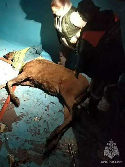 В Калининграде спасатели вытащили лося, провалившегося в пустой бассейн (фото, видео) - Новости Калининграда | Фото: канал управления МЧС России по Калининградской области / Макс