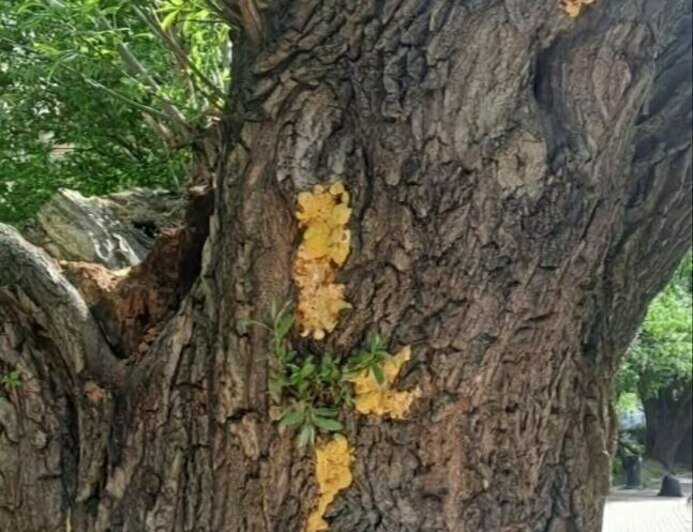 Этот трутовик сфотографировали в Калининграде на иве на ул. Красной | Фото: Николай Смирнов