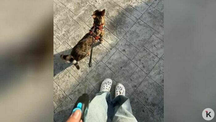 Залез в детскую кроватку и лёг спать: породистый кот Лео, которого украли в Калининграде, вернулся домой (фото) - Новости Калининграда | Фото: Наталья