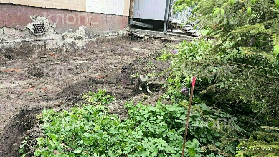При реконструкции Галицкого у дома уничтожили отмостку, жильцы опасаются повреждения здания (видео)   - Новости Калининграда | Фото: очевидец