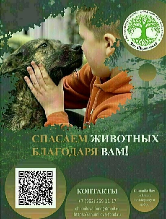 Жоре поможет операция: в Калининграде спасают пса с саркомой, выжившего благодаря жителям небольшого посёлка  - Новости Калининграда