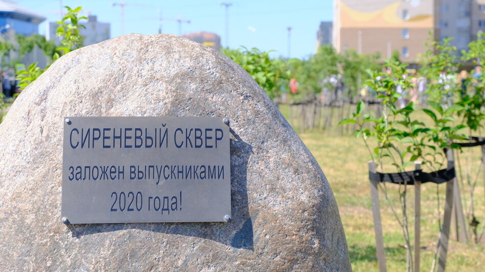 В Калининграде любят сирень, в микрорайоне «Сельма» в 2020 году заложили Сиреневый сквер | Фото: архив «СК»