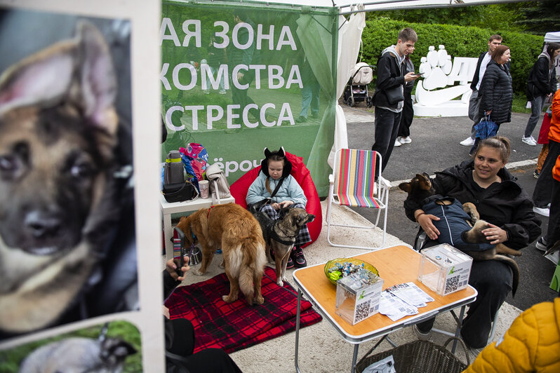 Виляющие хвосты и надежда в глазах: как в Калининграде прошёл Другфест (фоторепортаж) - Новости Калининграда | Фото: Александр Подгорчук / «Клопс»