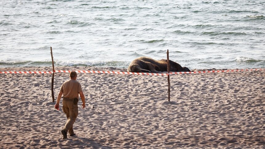 У погибших на Шпицбергене моржа и белого медведя обнаружили птичий грипп - Новости Калининграда | Фото: Александр Подгорчук / Архив «Клопс»