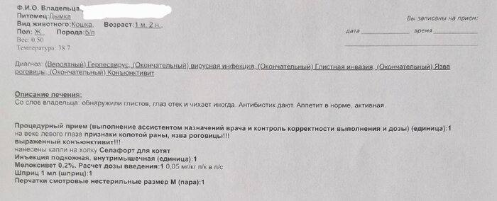 «Порой казалось, что котёнок обречён»: калининградка выходила найденного у зеленоградской «Котофейни» малыша (фото)  - Новости Калининграда | Фото: Валерия