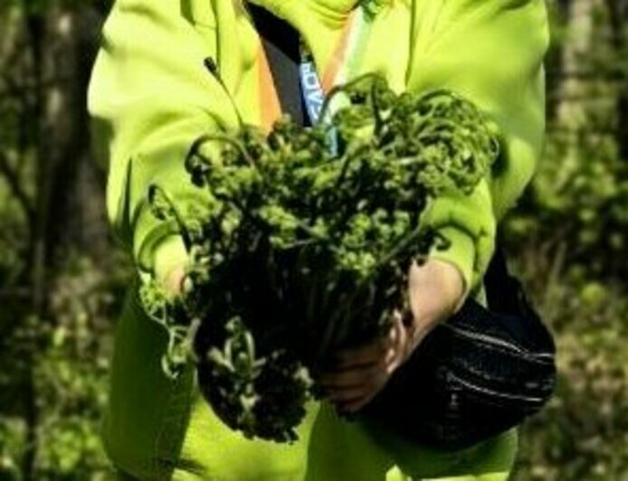Успевайте собирать: папоротник в ближайших к Калининграду лесах растёт очень быстро (фото)   - Новости Калининграда | Фото: Николай Смирнов