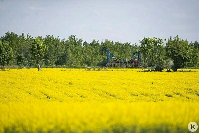 Жёлтое море и пастораль: на полях Калининградской области зацвёл рапс (фоторепортаж) - Новости Калининграда | Фото: Александр Подгорчук / «Клопс»