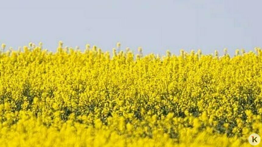 Жёлтое море и пастораль: на полях Калининградской области зацвёл рапс (фоторепортаж) - Новости Калининграда | Фото: Александр Подгорчук / «Клопс»