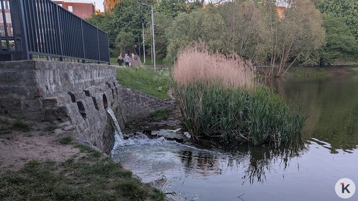 На Нижнем озере в Калининграде рыба выбрасывается из воды (видео) - Новости Калининграда | Фото: «Клопс»