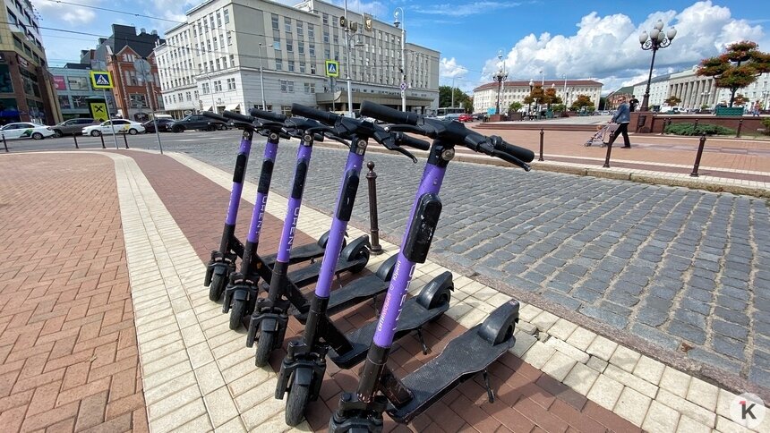 В Калининграде часть газонов не будут косить до осени, а для самокатов ввели ограничения - Новости Калининграда | Фото: Александр Подгорчук / Архив «Клопс»