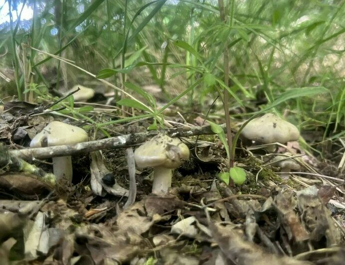 В Калининградской области начали собирать первые маслята (фото) - Новости Калининграда | Фото: Николай Смирнов