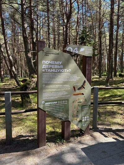 Танцующий лес на Куршской косе получил новые стенды с картами и подсказками (фото) - Новости Калининграда | Фото: канал национального парка «Куршская коса» / Телеграм