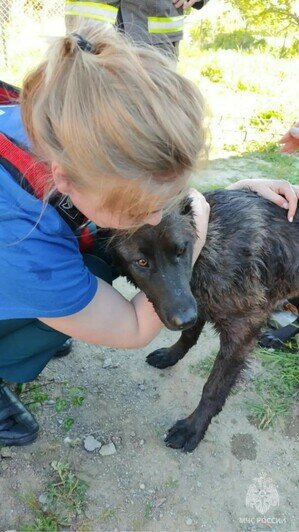 Сидела в холодной воде: в Калининграде спасатели достали собаку из дренажного колодца (фото, видео) - Новости Калининграда | Фото: МЧС региона