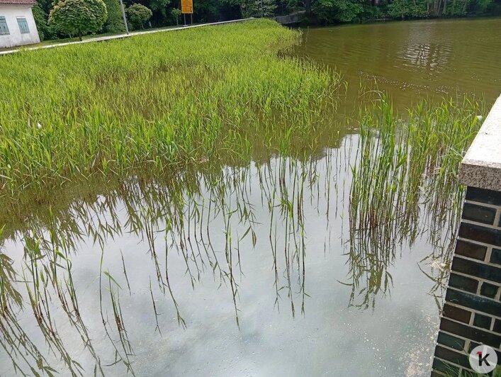 Пока в Тихом ещё клюют пескари и караси, но вода всё мутнее | Фото: Александр
