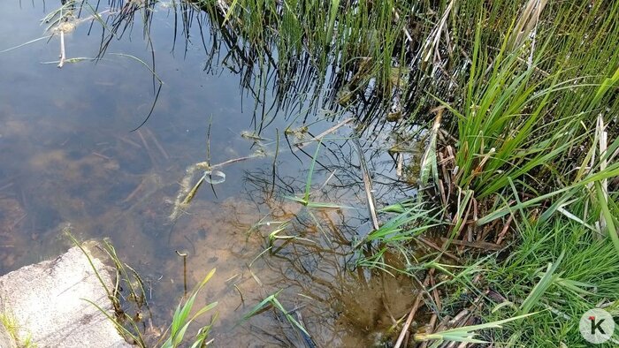 В Майском вода гораздо прозрачнее | Фото: Александр 