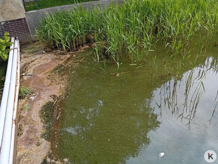 Пока в Тихом ещё клюют пескари и караси, но вода всё мутнее | Фото: Александр