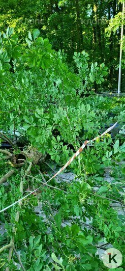 «Чудом никого не прихлопнуло»: в Калининграде на Гагарина рухнул огромный цветущий каштан (фото) - Новости Калининграда | Фото: очевидцы