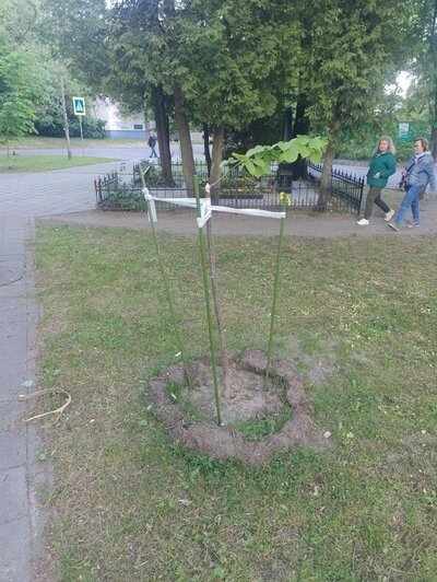 «Слово покрепче просится»: на Ялтинской неизвестные уничтожили липы, посаженные у братской могилы перед 9 Мая (фото) - Новости Калининграда | Фото: страница депутата Законодательного собрания Калининградской области Евгения Морозова / «ВКонтакте»