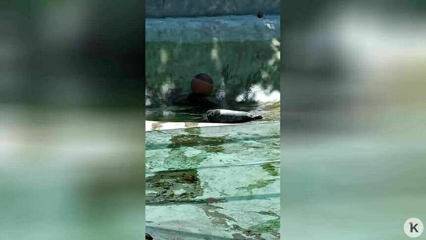 Калининградцы встревожились за тюленей, загоравших у пустого бассейна: в зоопарке объяснили, зачем его осушили    - Новости Калининграда | Фото: «Клопс»