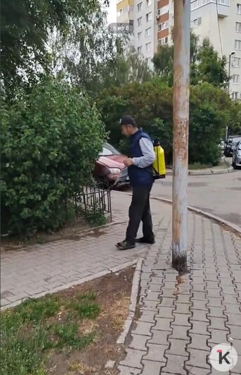 Химия вместо косилки: калининградцев возмутил варварский способ ухода за газонами (фото) - Новости Калининграда | Фото читателя
