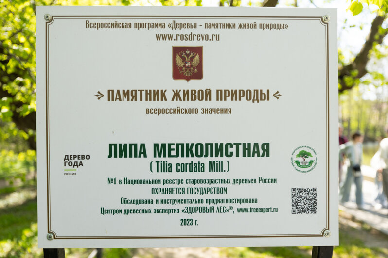 Эти деревья — памятники природы | Фото: Александр Мелехов