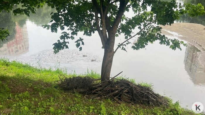 Уборку отложили до конца нереста: в минприроды рассказали, когда почистят Ялтинский пруд в Калининграде (фото) - Новости Калининграда | Фото: Александр М.