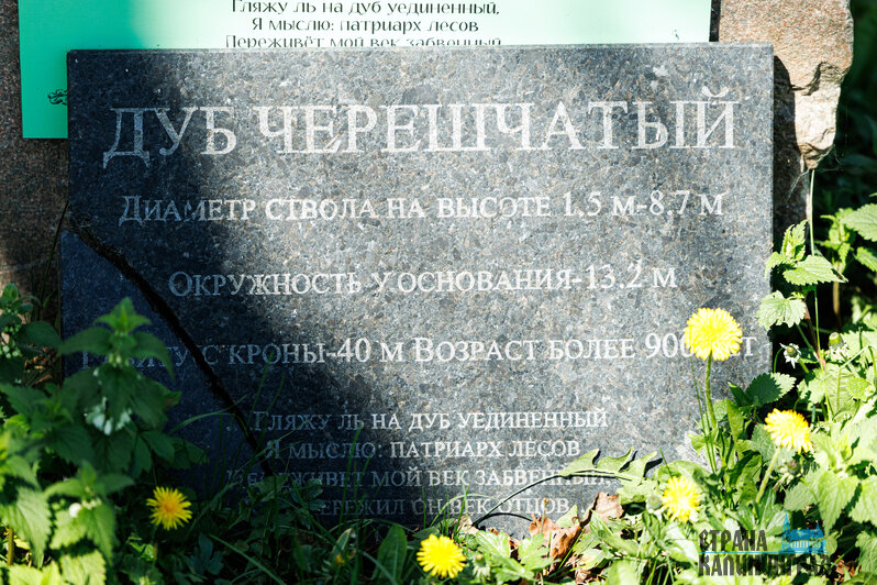 Теперь увидеть памятник природы может любой желающий | Фото: Александр Мелехов