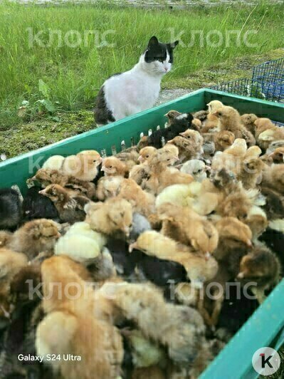 Котик вернулся в свои владения к привычному образу жизни  | Фото: Антон