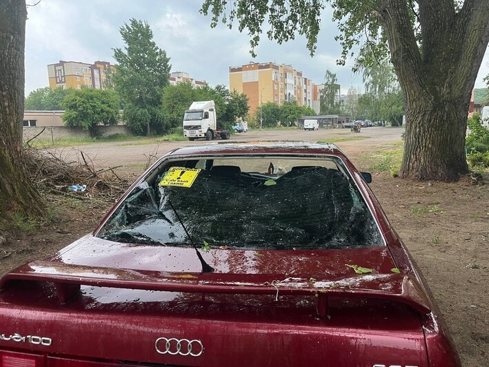 В Калининграде крупная ветка упала на машину во дворе, где не закончили обрезку опасных деревьев  - Новости Калининграда | Фото:  очевидец