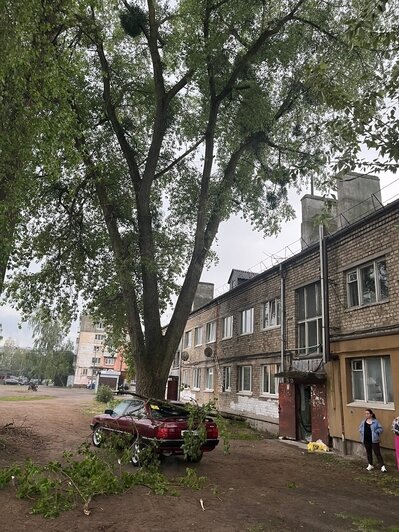 В Калининграде крупная ветка упала на машину во дворе, где не закончили обрезку опасных деревьев  - Новости Калининграда | Фото:  очевидец