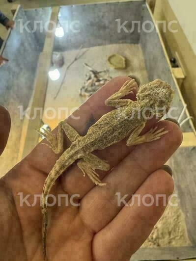 В калининградском «Доме дракона» спасают более полусотни редких ящериц (фото, видео)   - Новости Калининграда | Фото: Маргарита Якутенко