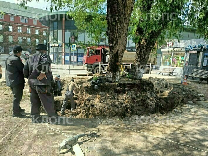 У Северного вокзала вокруг деревьев выкопали глубокую траншею, повредив корни   - Новости Калининграда | Фото: очевидец