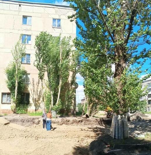 В Калининграде деревья не пережили встречу с подрядчиком, ремонтирующим дорогу на Полоцкой (фото) - Новости Калининграда | Фото: канал министерства природных ресурсов и экологии Калининградской области / Телеграм