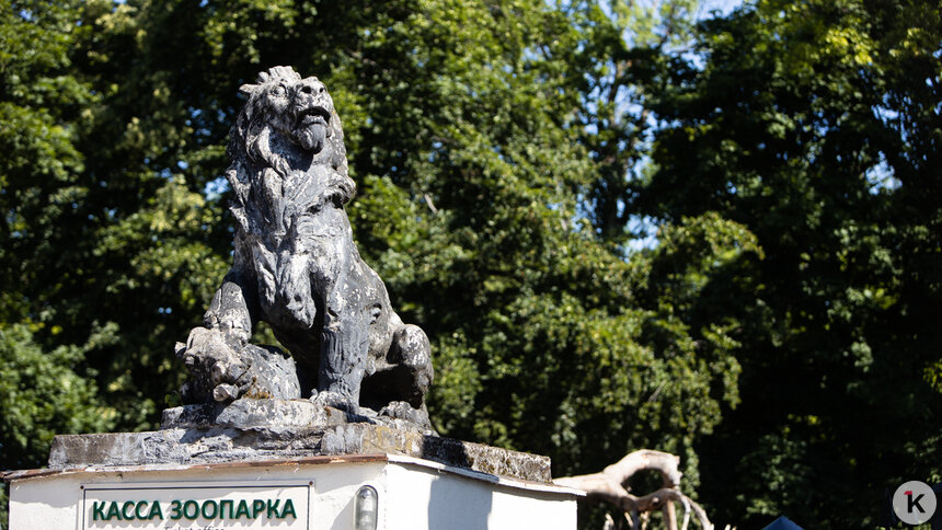 Директор Калининградского зоопарка дала совет, когда лучше всего наблюдать за животными   - Новости Калининграда | Фото: Александр Подгорчук / Архив «Клопс»