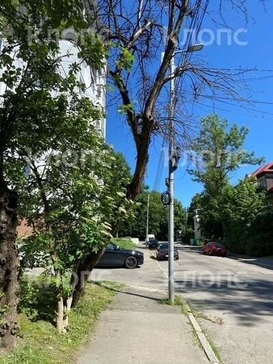От мёртвого дерева отваливается кора, но его не спиливают | Фото: очевидец