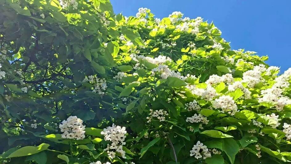 В Калининграде зацвело «макаронное» дерево: где искать самые красивые катальпы (фото) - Новости Калининграда | Фото: канал министерства природных ресурсов и экологии Калининградской области / Телеграм
