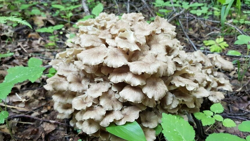 В Краснознаменском районе обнаружили полянку с краснокнижным грибом (фото) - Новости Калининграда | Фото: Николай Смирнов
